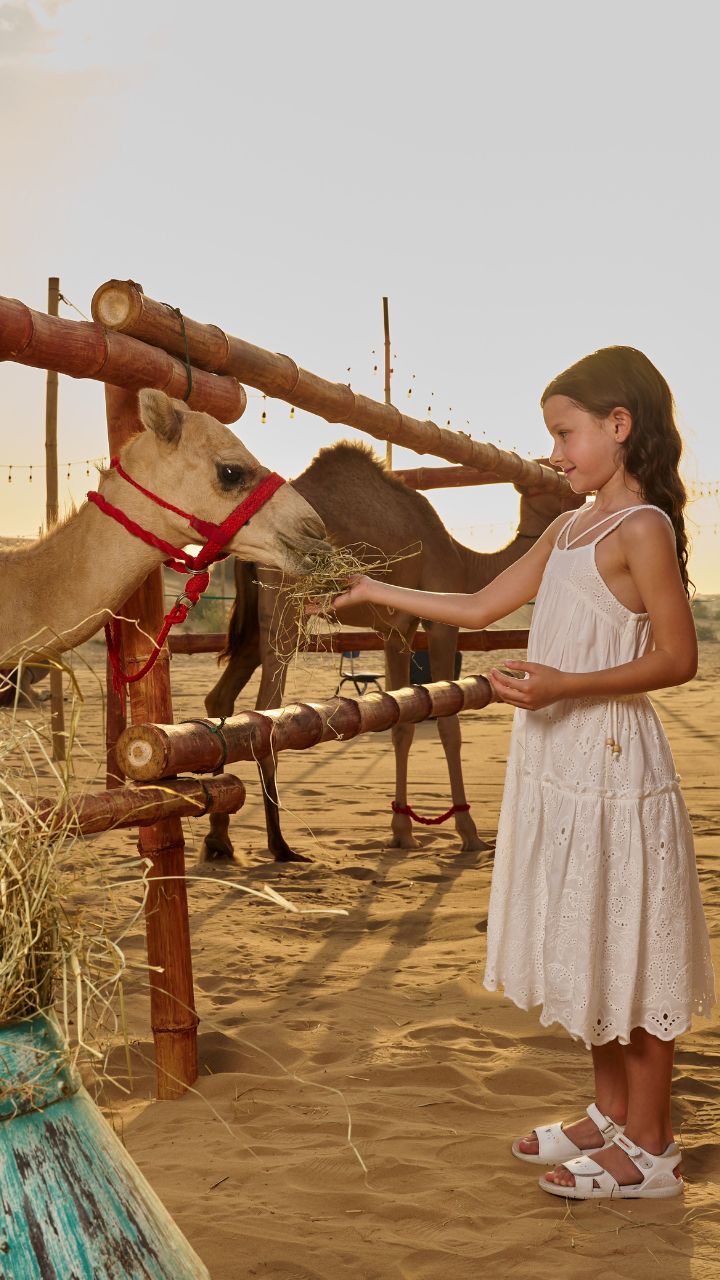 Baby Camel Feeding