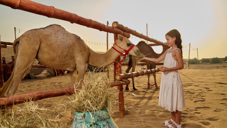 Baby Camel Feeding
